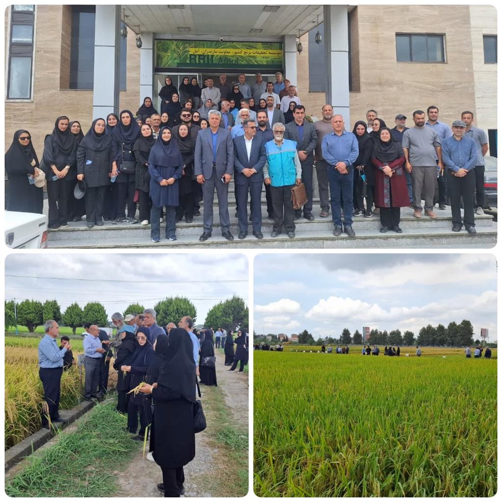 حضور رئیس مركز ترویج و توسعه تكنولوژی هراز در رویداد «روز درهای باز» معاونت مؤسسه تحقیقات برنج كشور