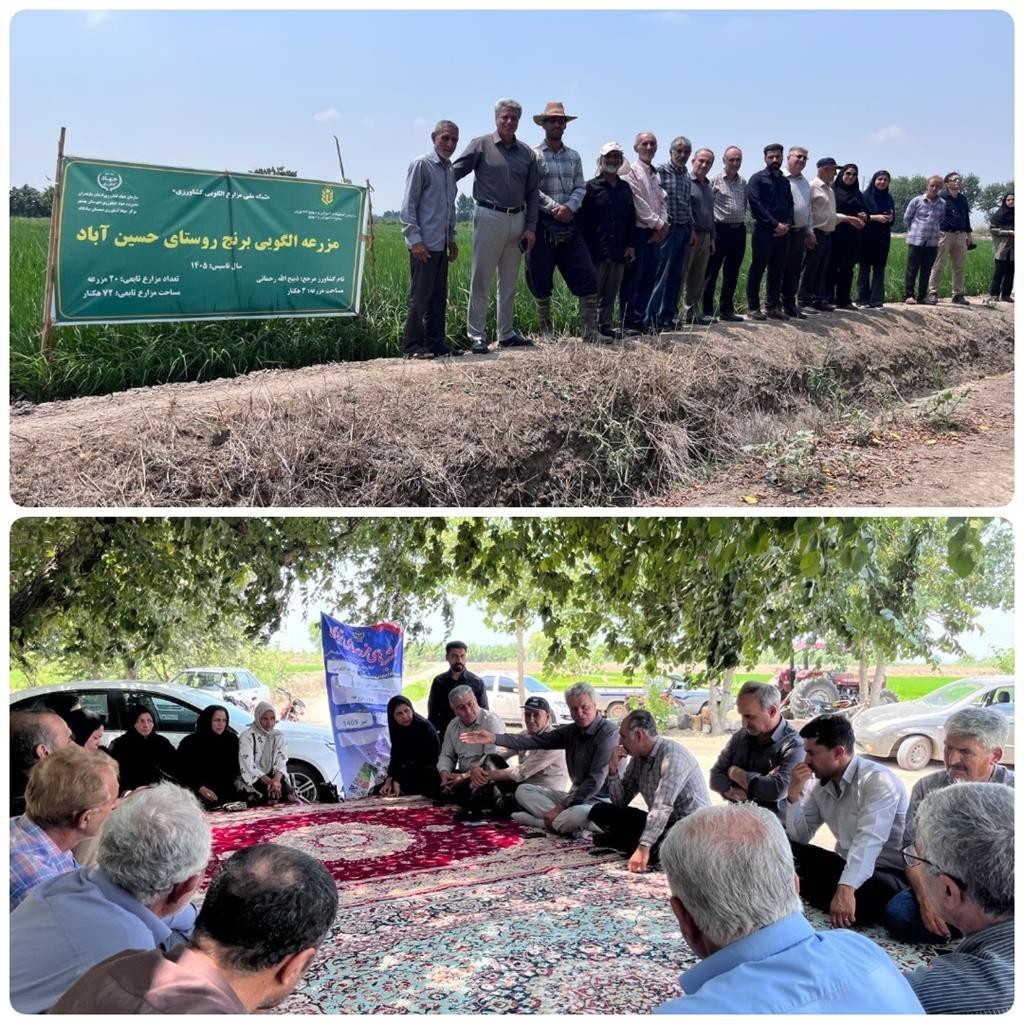 بازدید رئیس مركز ترویج و توسعه تكنولوژی هراز از مزرعه الگویی برنج روستای حسین‌آباد شهرستان بهشهر